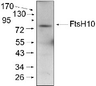 FtsH10 | ATP-dependent zinc metalloprotease FtsH10 (mitochondrial) in the group Antibodies Plant/Algal / Mitochondria | Respiration at Agrisera AB (Antibodies for research) (AS07 251)